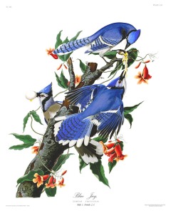 AUD028 John Audubon Plate 102 Blue Jay